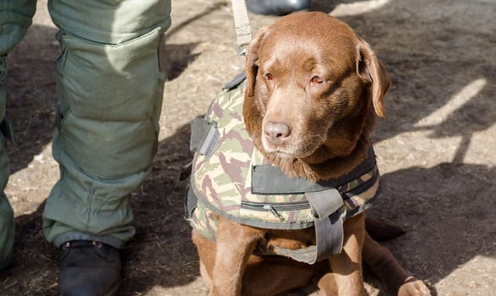  Hanshengday Tactical Dog Working Vest Training
